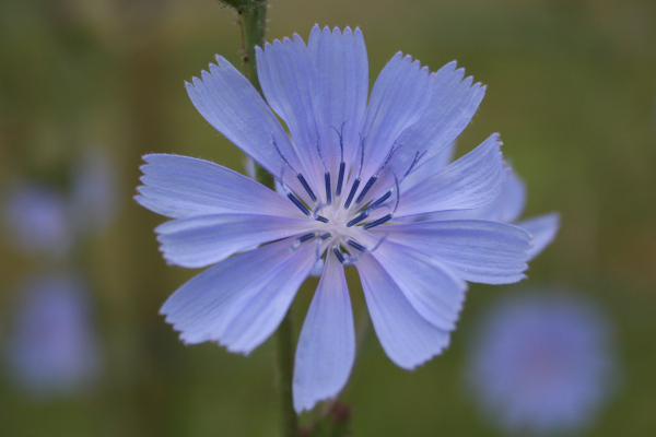 Chicor&eacute;e (Cichorium intybus) &copy; Nicolas Macaire / LPO